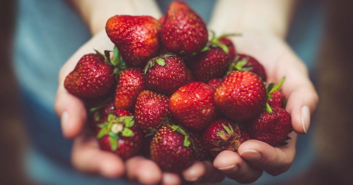 Person holding a handful of fresh strawberries in cupped hands